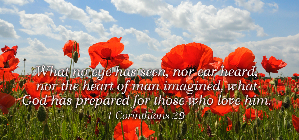 Poppy Field Corinthians 2- 9